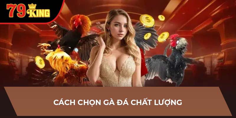 Cách chọn gà đá chất lượng