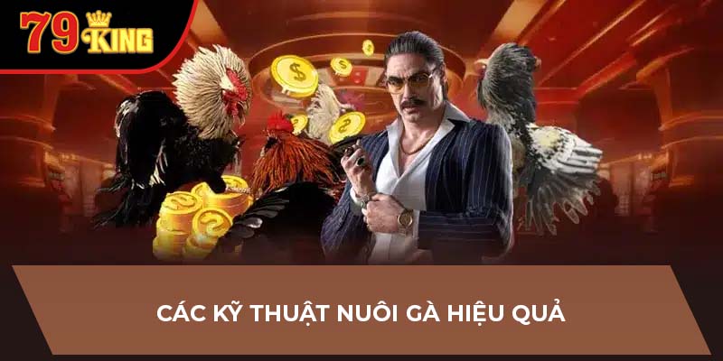 Các kỹ thuật nuôi gà hiệu quả